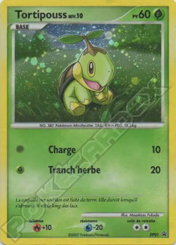 Tortipouss