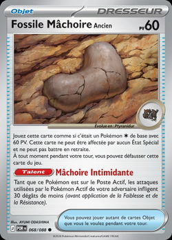 Fossile Mâchoire Ancien